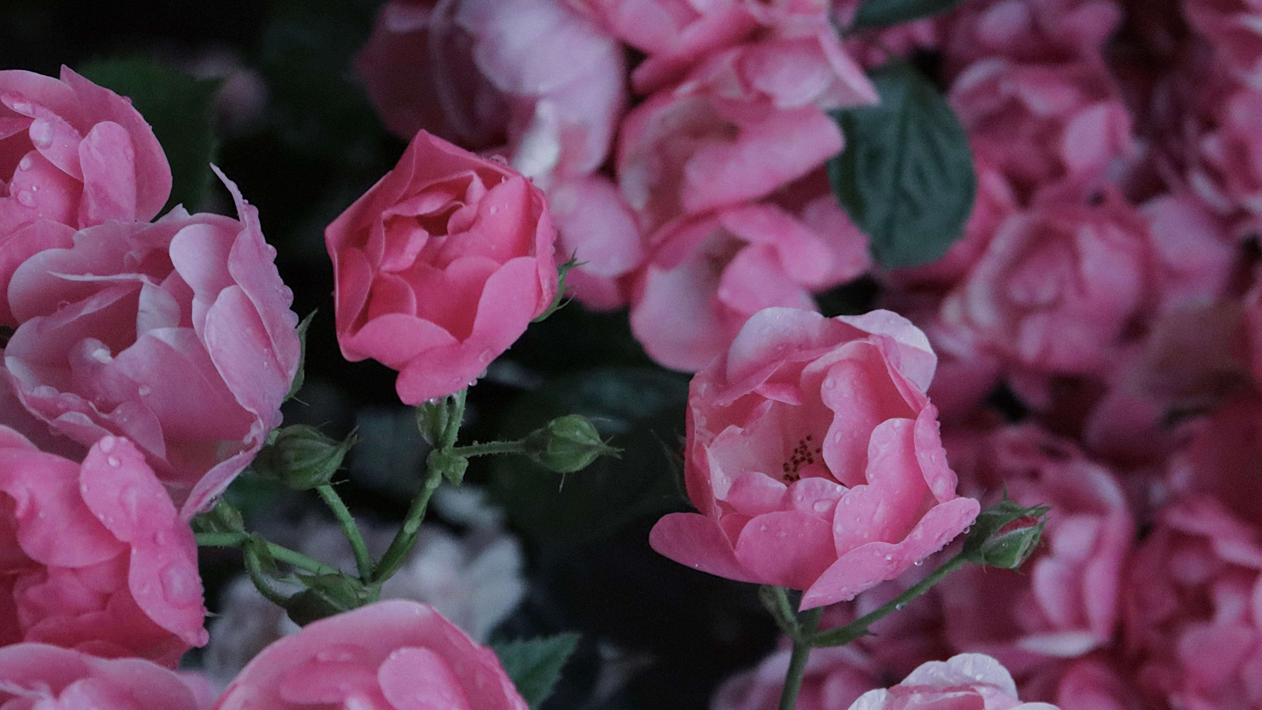 盛开的蔷薇花图片桌面壁纸_蔷薇花壁纸高清精选_三千