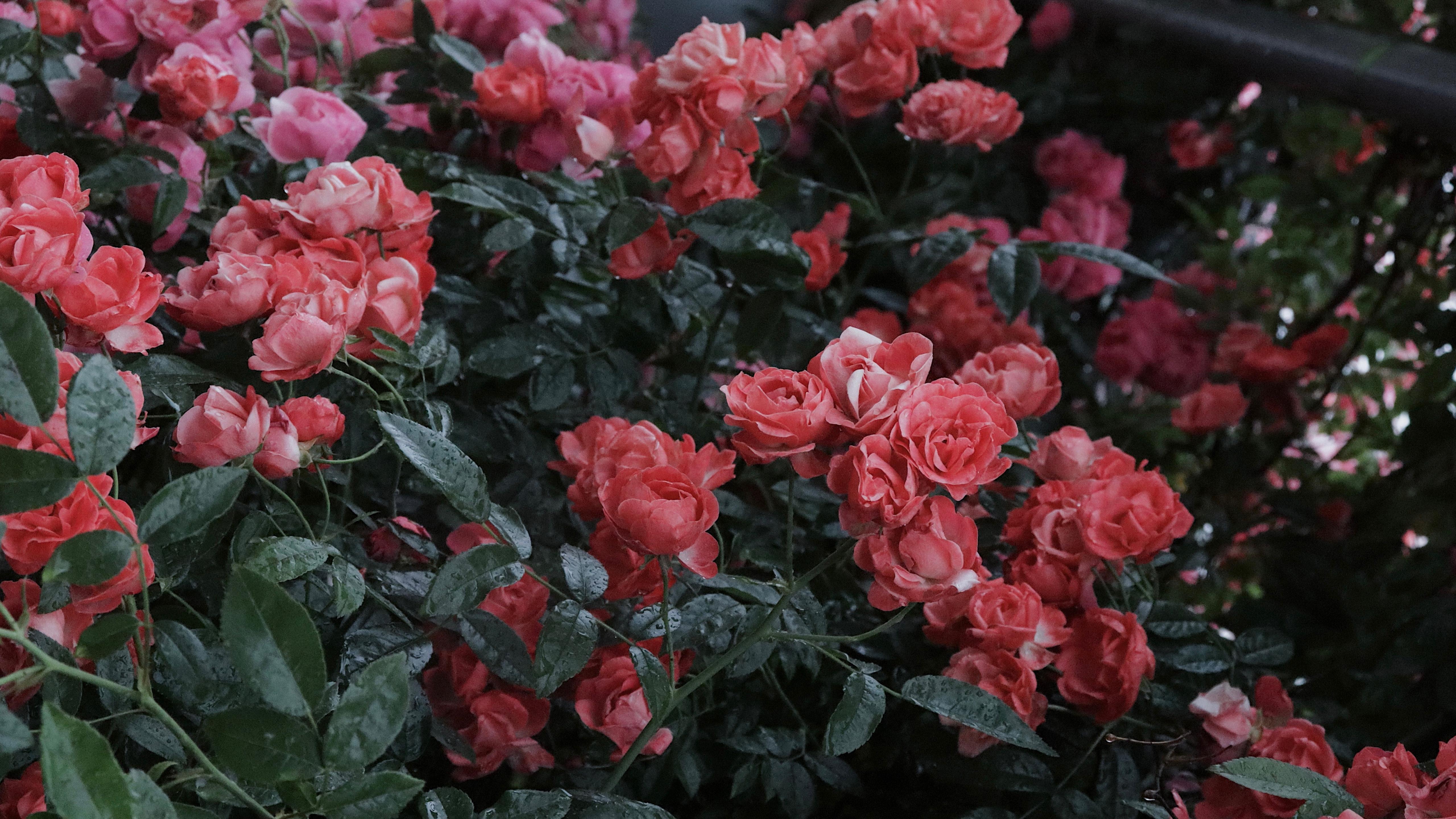 盛开的蔷薇花图片桌面壁纸_蔷薇花壁纸高清精选_三千