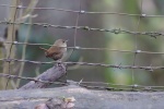 Birds Wren Pictures