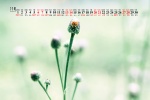 2021年11月公园花草树叶桌面日历壁纸