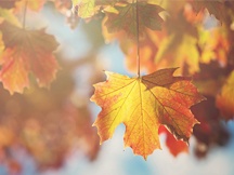 秋天的枫叶（二）