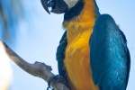 蓝黄金刚鹦鹉高清图片