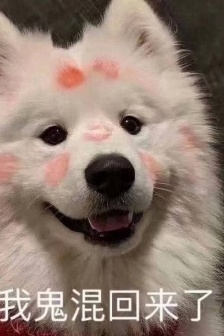 和crush开启聊天的表情包