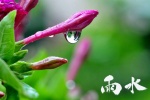 雨水节气清新护眼图片桌面壁纸