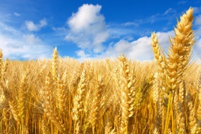 秋天丰收的季节美景图片桌面壁纸