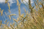 Ripe wheat HD picture material wallpaper