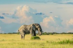 Honest and tall elephant picture desktop wallpaper