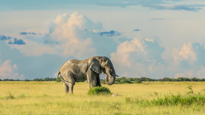 憨厚高大的大象图片桌面壁纸