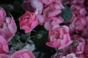 盛開的薔薇花圖片桌麵壁紙