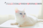 March 2022 Cute Cat Desktop Calendar Wallpaper