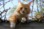 Outdoor wildcat photography pictures desktop wallpaper