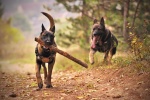 Belgian Malinois Dog Pictures