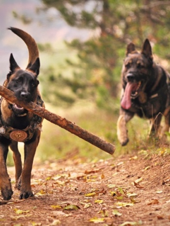 Belgian Malinois Dog Pictures