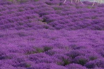 Purple lavender flower sea mobile wallpaper
