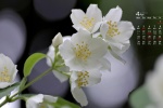 2022年4月茉莉花桌面日历壁纸