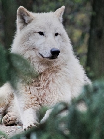 Pictures of healthy Arctic wolves