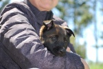 Belgian Malinois Dog Pictures