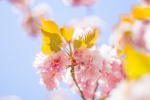 Blooming cherry blossom pictures desktop wallpaper