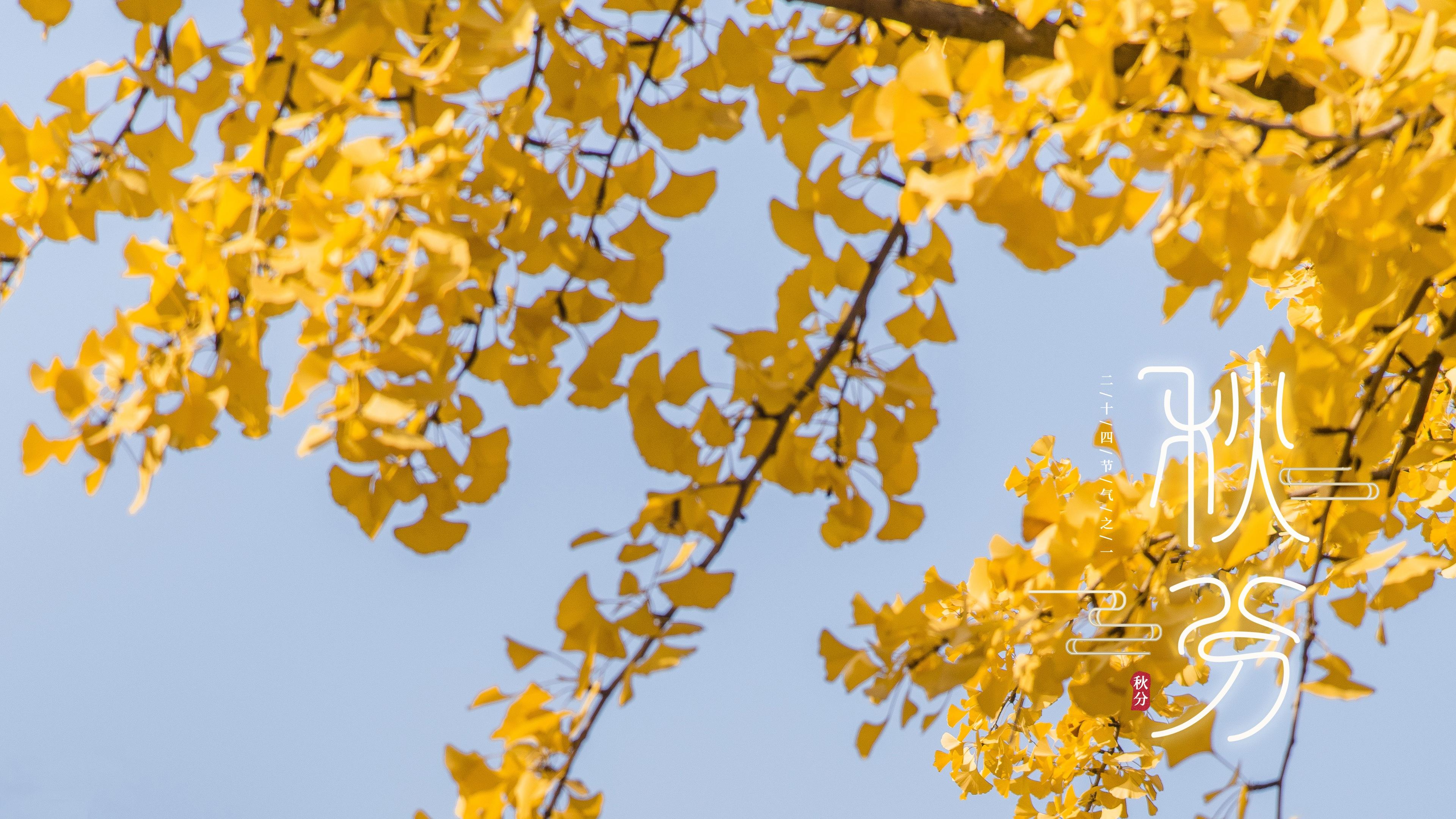 秋分时节银杏树图片桌面壁纸