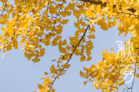 Autumnal equinox ginkgo tree pictures desktop wallpaper