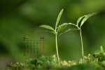 February 2022 Fresh Eye Care Calendar Wallpaper