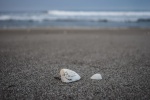 Seashells and conches on the beach landscape desktop wallpaper