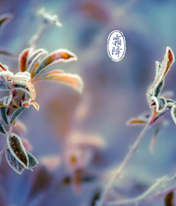 霜降唯美高清圖片