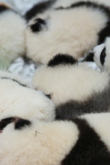 大熊猫雪地嬉戏手机壁纸