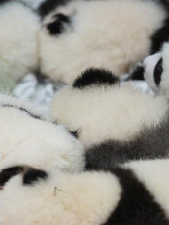 Giant panda playing in the snow mobile wallpaper