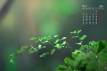 July 2021 emerald green leaves water drops desktop calendar wallpaper