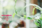 2022年4月日历壁纸