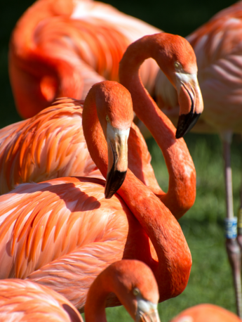 Pink flamingo pictures