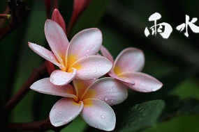 Twenty-four solar terms rain pictures desktop wallpaper