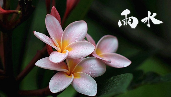 Twenty-four solar terms rain pictures desktop wallpaper