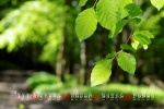 Eye-protecting green leaves HD calendar wallpaper for December 2022
