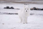 Arctic fox pictures desktop wallpaper