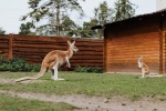 Australian kangaroo pictures