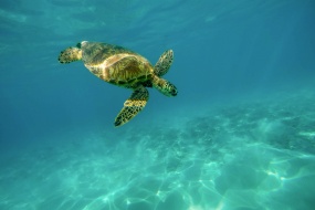 Turtle swimming in the sea pictures desktop wallpaper