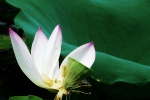 Lotus flowers in lotus pond pictures desktop wallpaper.
