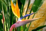Strelitzia reginae pictures desktop wallpaper