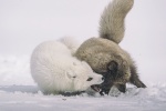 Arctic fox pictures desktop wallpaper