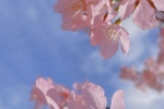 Pink cherry blossom mobile wallpaper picture