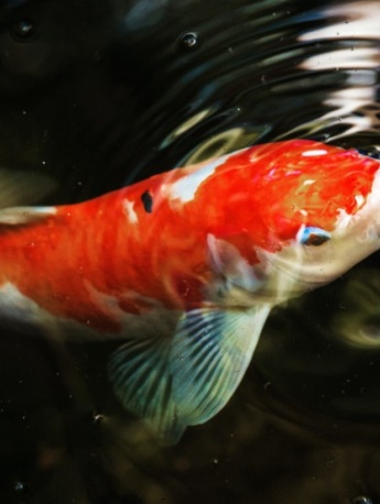 HD koi picture material