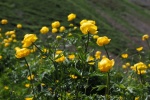 yellow buttercup pictures