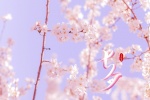 Chinese Valentine's Day cherry blossom scenery computer wallpaper pictures