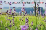 2021年5月薰衣草桌麵日曆壁紙