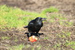 Picture of crow with jet black feathers