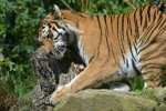 beast tiger picture