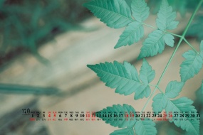 December 2021 eye-protecting green desktop calendar wallpaper