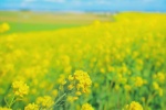 Beautiful pictures of rape flowers